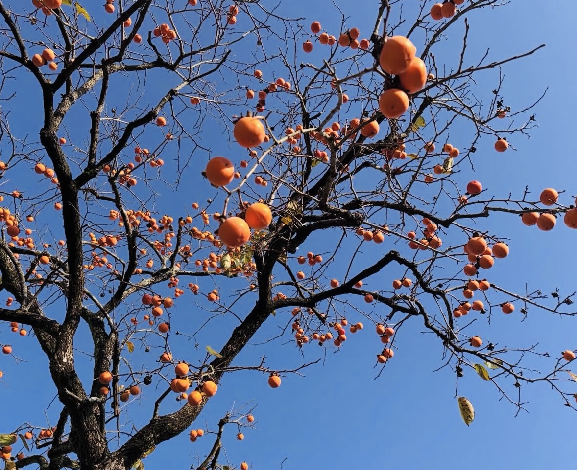塗り壁のお掃除