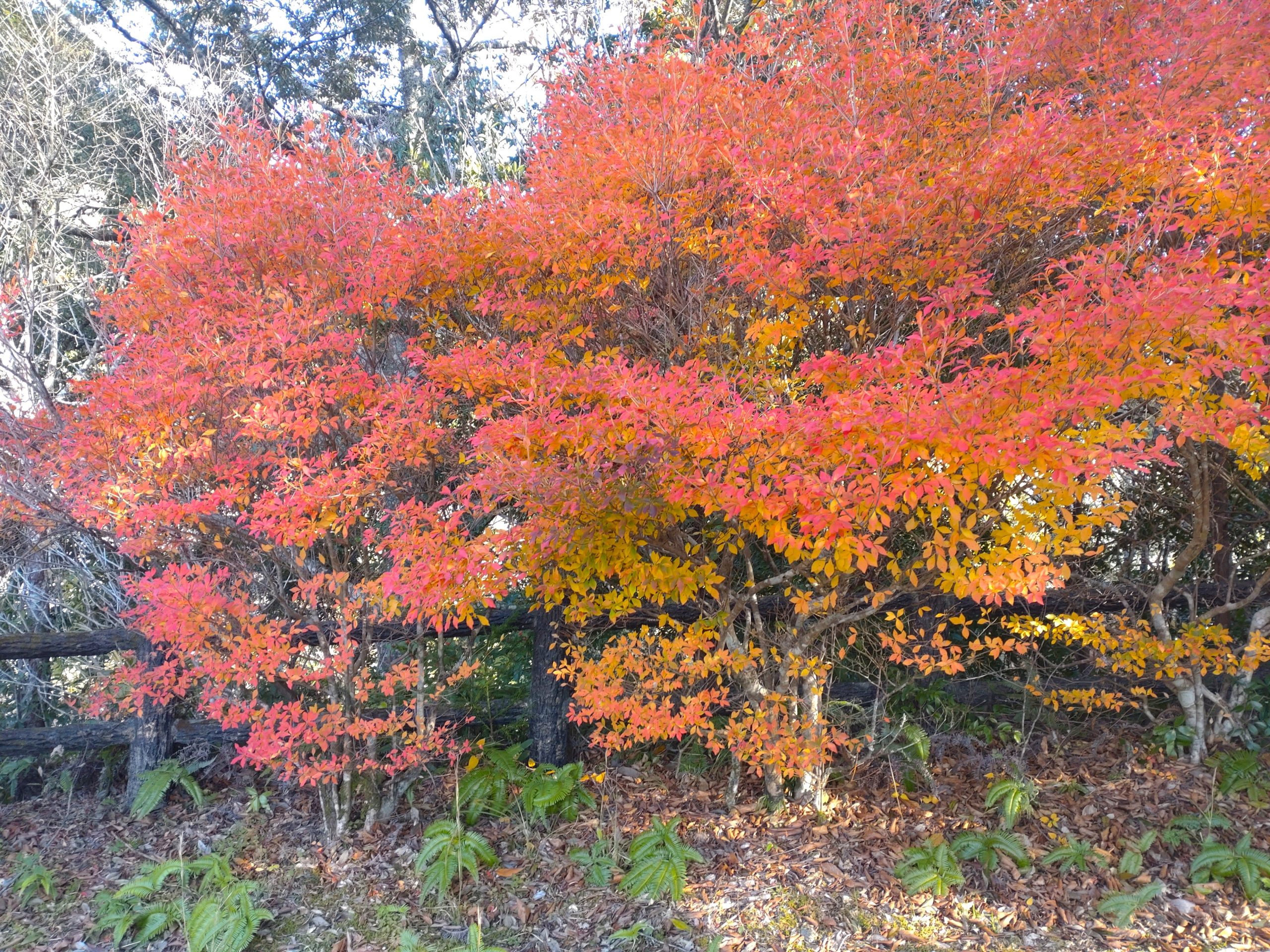 庫裏の外観にエスタコウォール