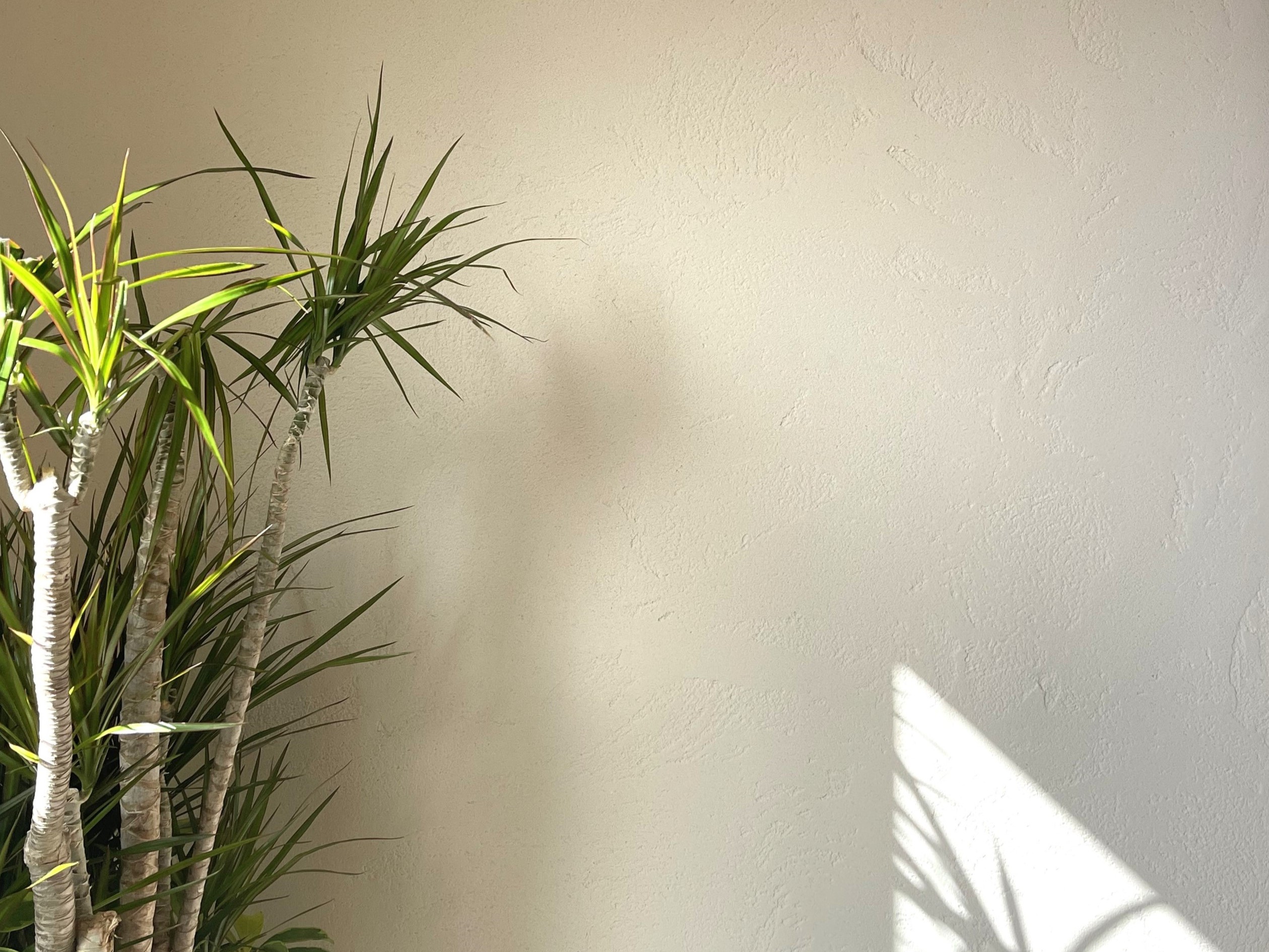 温かみのある陽の光